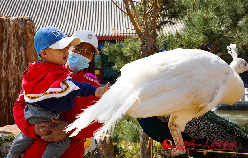 游客和小動物互動。人民網(wǎng)?宋燁文攝