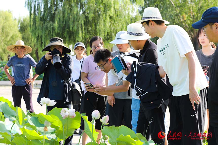 盛開的并蒂蓮引得游人紛紛拍照。人民網(wǎng) 楊華龍攝