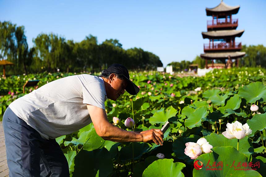 盛開的并蒂蓮引得游人紛紛拍照。人民網 楊華龍攝