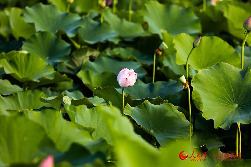 粉霞（荷花品種）即將綻放。人民網(wǎng) 楊華龍攝