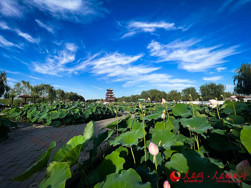 白洋淀景區(qū)的荷塘。人民網(wǎng) 楊華龍攝