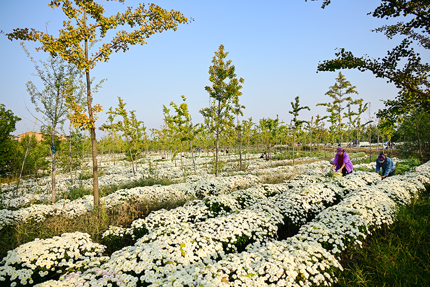 雄安郊野公園發(fā)展林下經(jīng)濟(jì)，這里的北京白菊已進(jìn)入收獲季節(jié)。胡忠攝